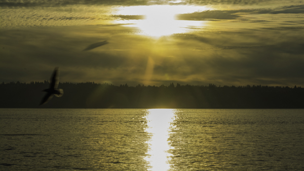 Bird in flight over Puget Sound from the Emerald City before Sunset